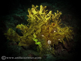 Divers and Critters - Anilao Diving Underwater Photography,Anilao Batangas.